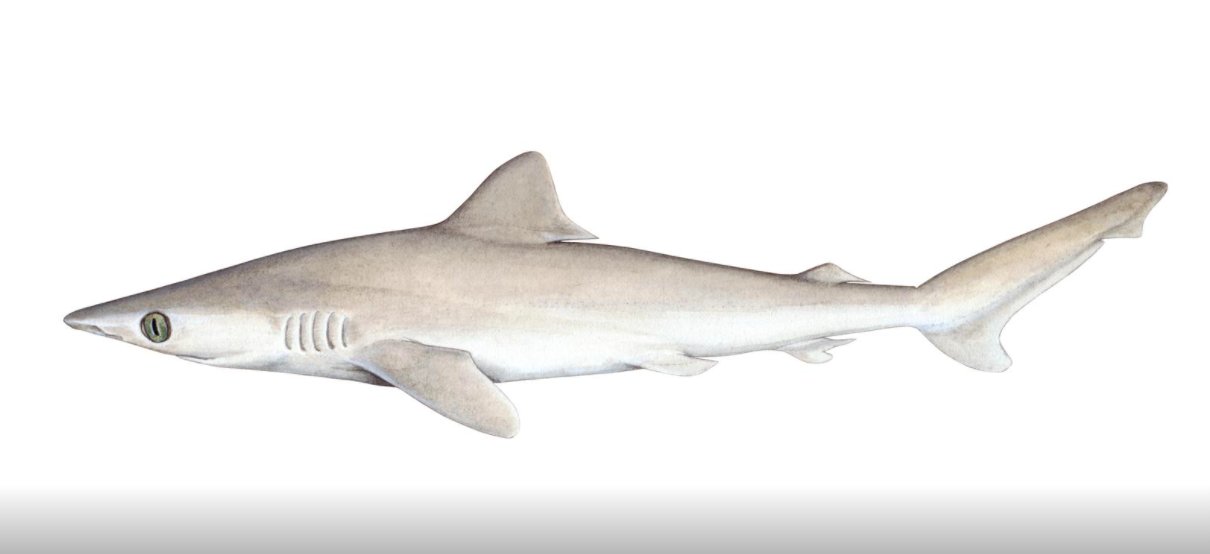 Shark Advocates Di Twitter The Lost Shark Of The Heavily Fished South China Sea Was Just Formally Described As A Species But Might Already Be Extinct A Fate No Shark Has Yet Suffered In The Human Era Reuters Covers Iucnredlist News Including