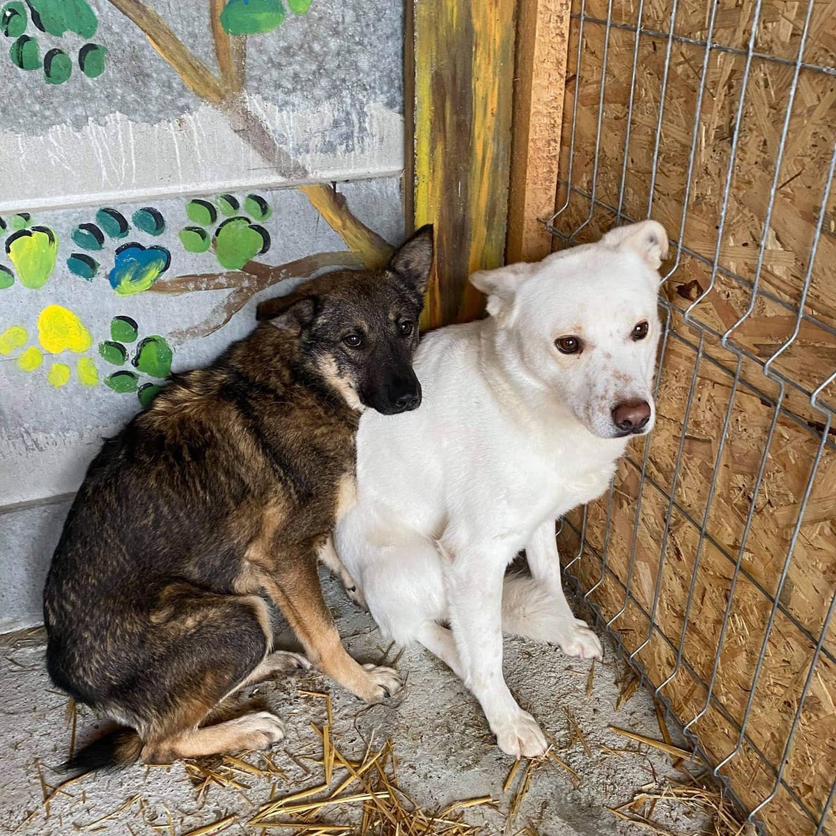 stefsrescue's tweet image. #fosterfirst #rescuedogs #durham #tyneandwear