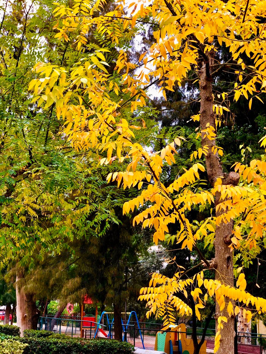 alegre grow-shop tweet media