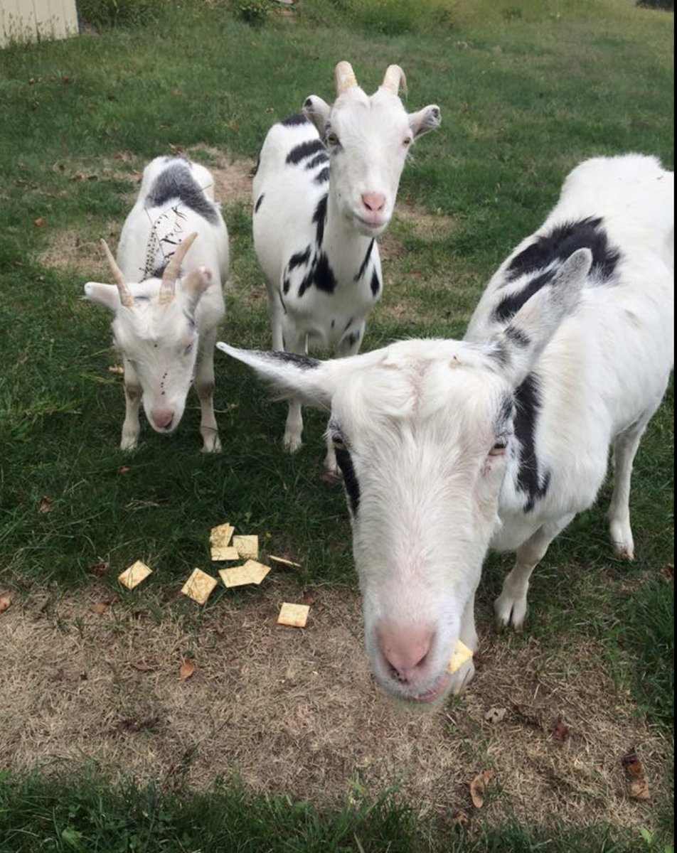 6. The markets are too calcified for flexible production on the scale we need.Of course, the federal government can prevent this in the future by maintaining markets like it does with the chickens.(& since we're talking about farm animals: a pic of my childhood goats)