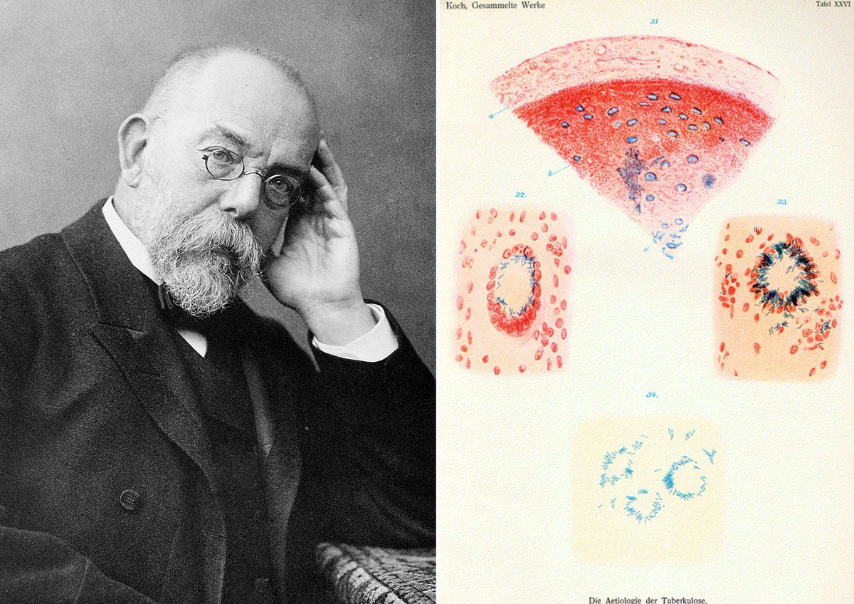 NobelPrize's tweet photo. German physician Robert Koch, born #OTD in 1843, discovered the bacterium that causes tuberculosis (TB). His discovery opened the way for diagnosis and cure, and during the 1900s, the mortality rate declined drastically due to research and the introduction of antibiotics. https://t.co/sEIHtdypbf