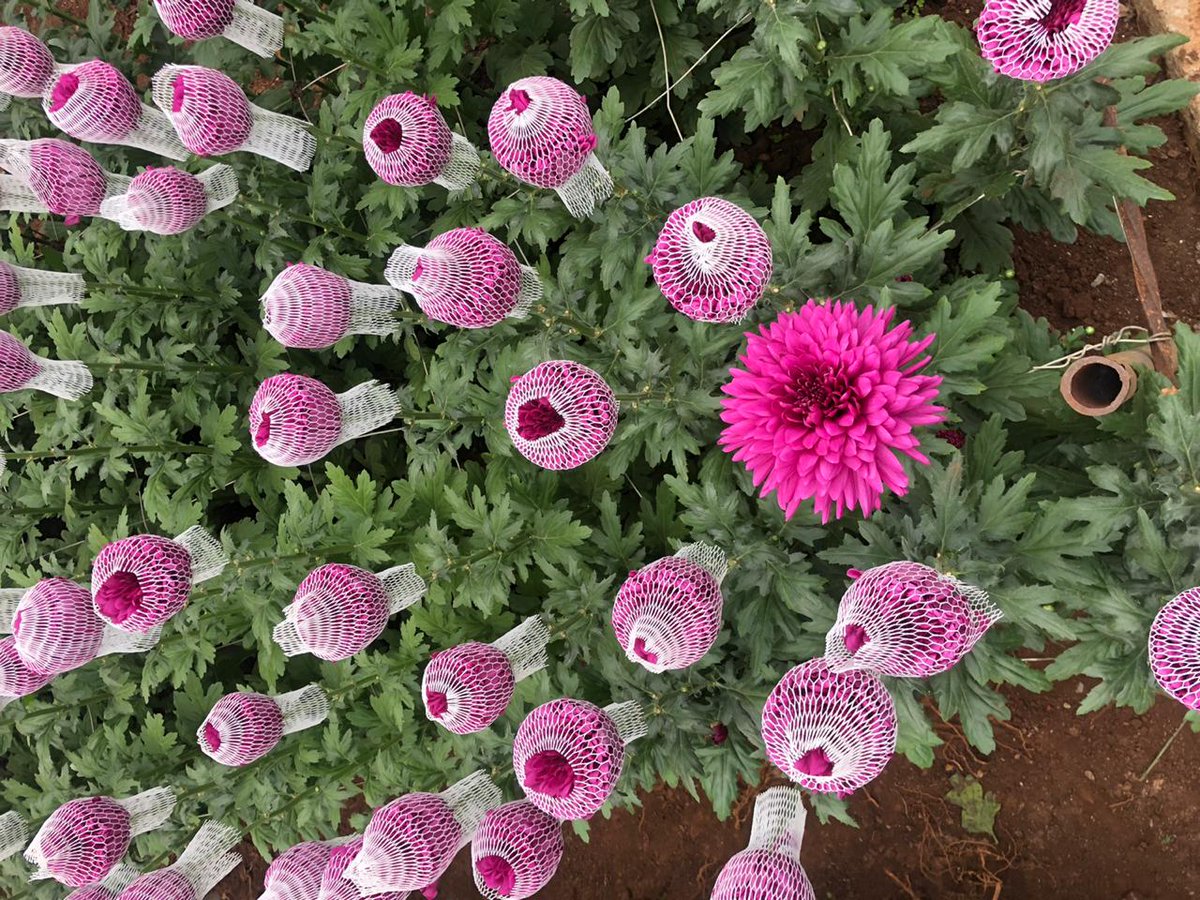 Who else loves flowers? 

#chrysanthemum #flowers #flowerexport #kenyanflowers