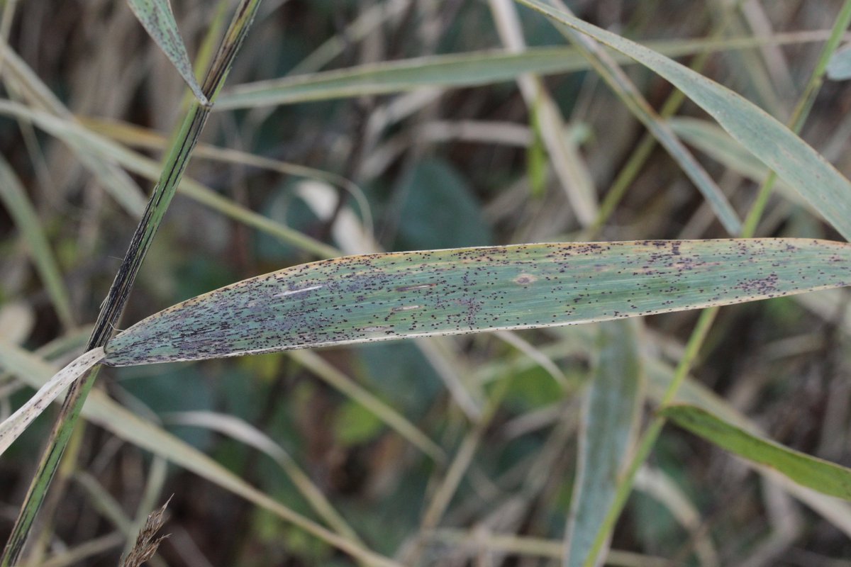 RPilze's tweet photo. Puccinia graminis ex Phragmites australis
#Pucciniagraminis #Puccinia #Rostpilz #Rost #rust #rustfungus #Phragmites #Phragmitesaustralis #Schilfrohr #Commonreed #Roseaucommun #carrizo #cannucciadipalude #Getreideschwarzrost #royanegra #Rouillenoire #stemrust #fungus #fungi #pilz https://t.co/YUwSmgHaq8