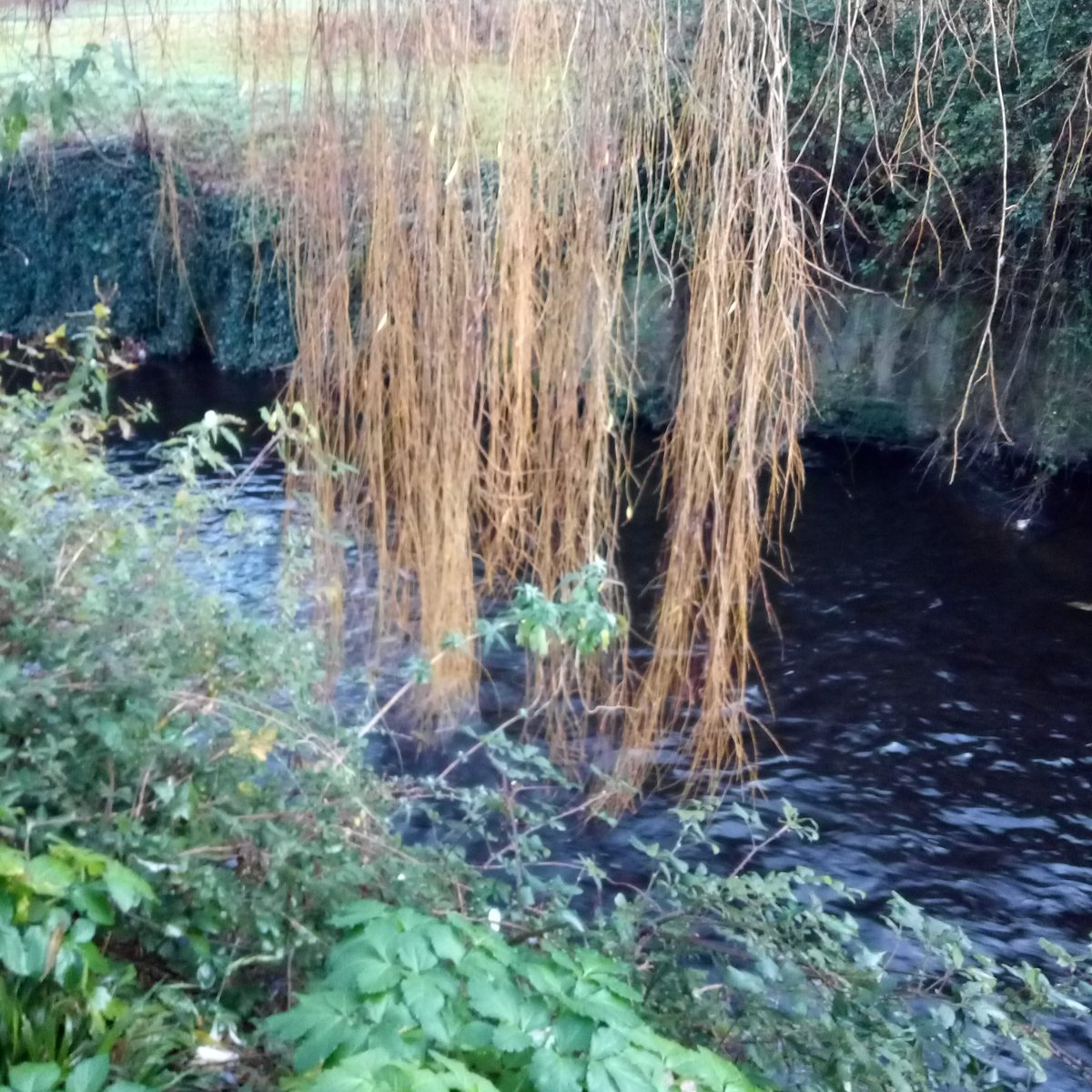 ElizabethMerry1's tweet photo. "Such a sad willow
weeping into the river
longing for the Spring."
#weepingwillow #haiku #willowtree #winter #riverbank #riverside #thedodder #poetry #indieauthor #sadness
https://t.co/y2dhLoyX5e https://t.co/TSHFN1C3gg
