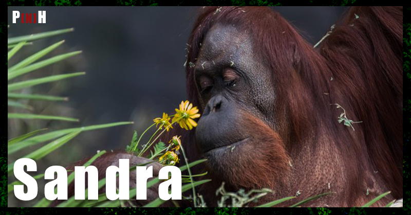 Sandra was the first great ape to be considered a #nonhumanperson by the Argentine justice in 2015, thanks to the legal efforts of AFADA, represented by the lawyer @agildominguez.
She is one of the protagonists of #NonHumanPersonDoc
Take part!
mtr.cool/kioudgrzio