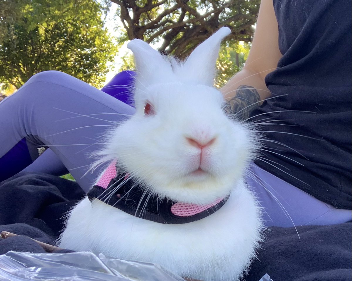 EveryBunnyBlog's tweet image. first walk in the park 🐇🚶🏽‍♀️🚶🏻‍♂️#bunob #bemorebun #bunniesoftwitter #rabbitsoftwitter #cute #walkies