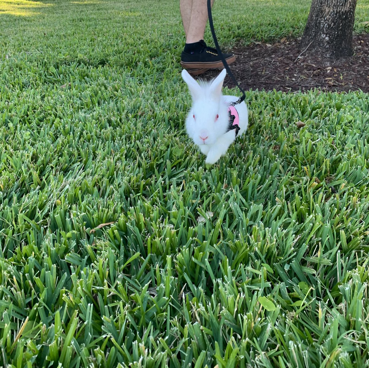 EveryBunnyBlog's tweet image. first walk in the park 🐇🚶🏽‍♀️🚶🏻‍♂️#bunob #bemorebun #bunniesoftwitter #rabbitsoftwitter #cute #walkies