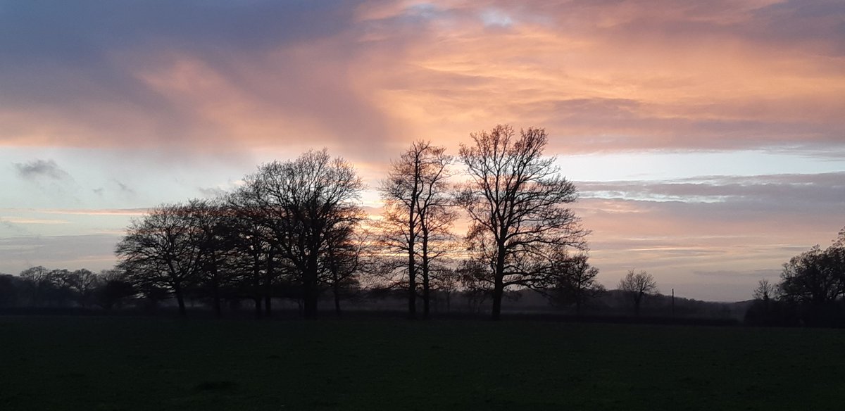 brunocockapoo's tweet image. Late wander around the muddy fields at #sunset the mist starting to form as the temperature dropped. #WeatherDog #SeenOnOurWalk #Hertfordshire