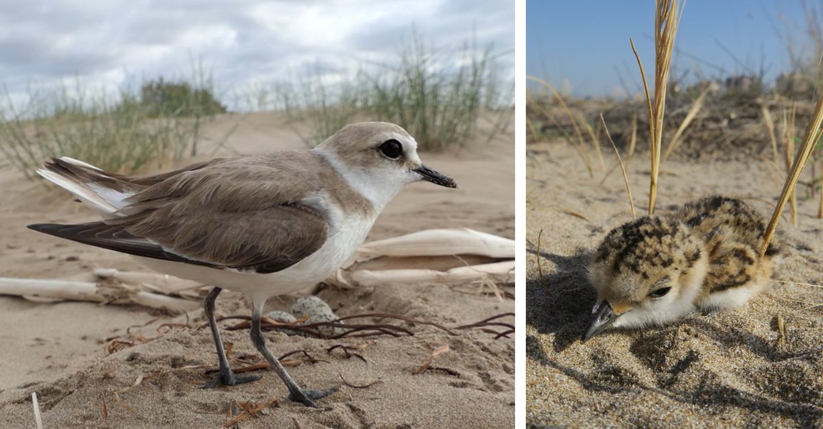 Distracting behavior involves a bird pretending to be injured to draw the predator's attention to itself. This behavior ends when the bird removes the intruder from the nest or chicks  https://academic.oup.com/beheco/article/28/1/260/2453523#.X9Nx9kkHRhw.twitter 2/13 http://ow.ly/NGQ150BpSvF&nbsp;  @_BTO  @nature_org