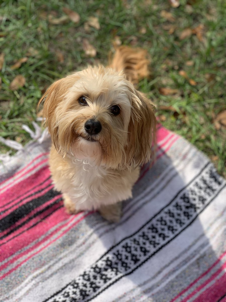 VictoriaR1026's tweet photo. I spent my lunch break laying outside with the boys taking pictures of them. These are my favs. #yourewelcome #TheLastOneIsMyFavOfAll https://t.co/MRou8CN2lx