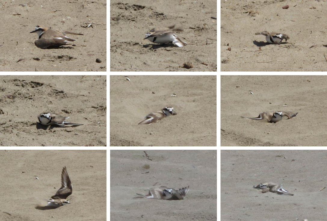 There are different types of distraction displays  http://ow.ly/2h7e306ok1s&nbsp; The most famous is called “The broken-wing display". The bird pretends to have an injury that prevents it from flying. Easy prey?  https://doi.org/10.1007/978-3-319-47829-6_2007-2 4/13
