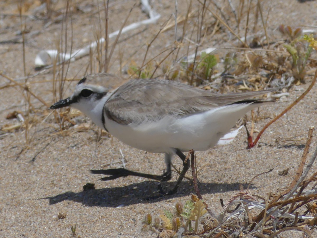 Other distracting displays (e.g. rodent-run display) consist of the birds pretending to be a terrestrial prey, such as a small mammal. As they do not fly, it may seem like an easier prey https://academic.oup.com/beheco/article/28/1/260/2453523#.X9Nx9kkHRhw.twitter 5/13