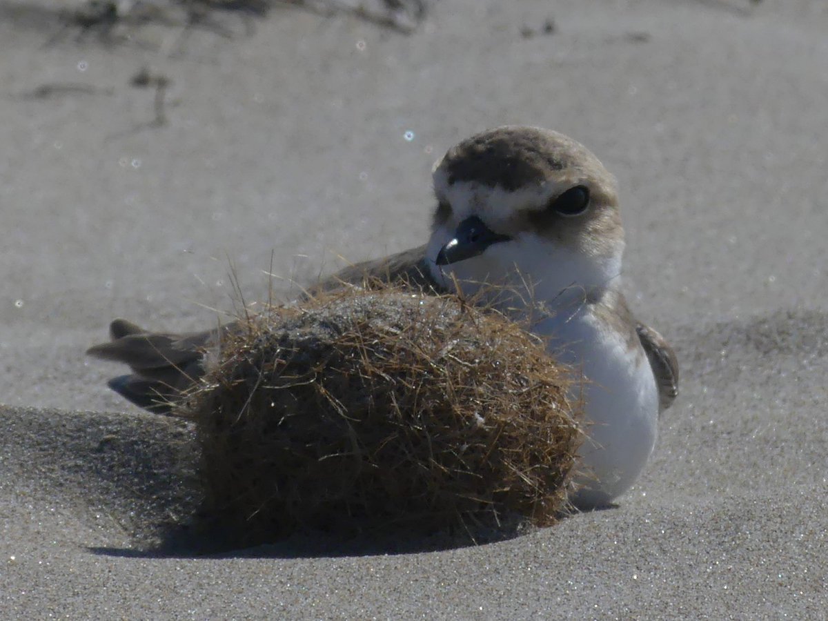 It is also common for some birds to pretend to incubate false nests, to attract the predator's attention to non-existent eggs or chicks. Of course, this false nest is far from the true one. https://academic.oup.com/beheco/article/28/1/260/2453523#.X9Nx9kkHRhw.twitter 6/13