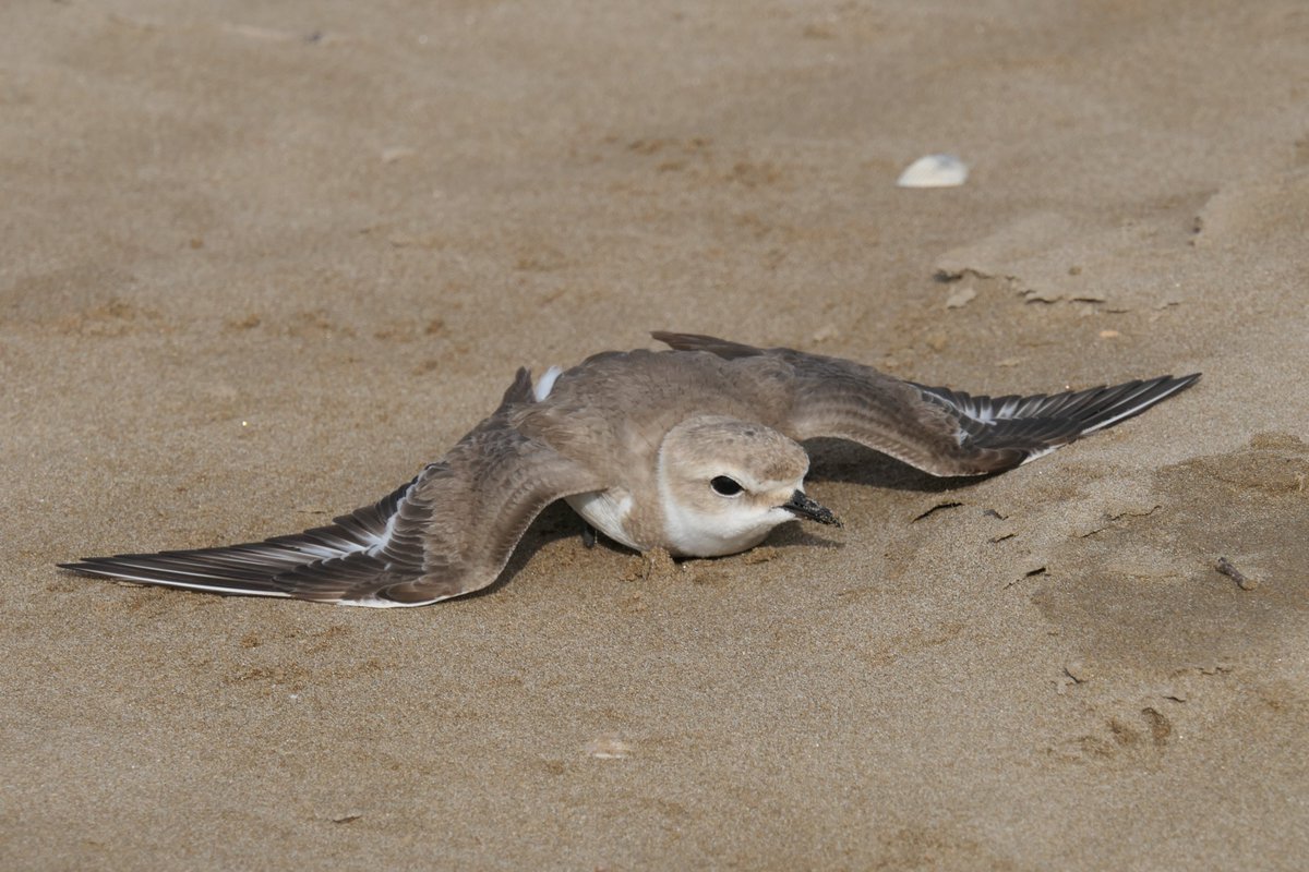 When neither strategy works, birds can perform riskier behaviors, such as pretending to be exhausted very close to the predator. Birds may remain motionless while keeping wings extended as if exhausted or shuffle wings rhythmically or spasmodically  https://academic.oup.com/beheco/article/28/1/260/2453523#.X9Nx9kkHRhw.twitter 7/13