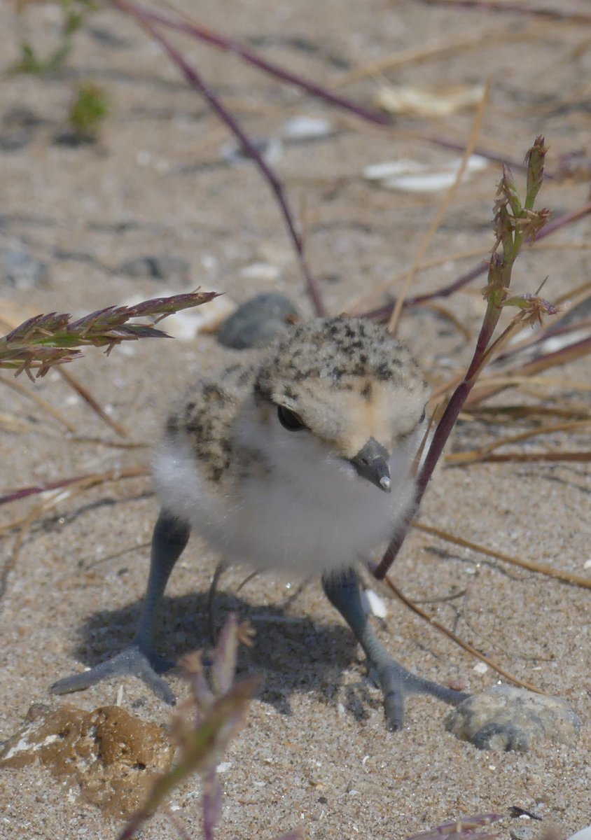 Obviously, these defense strategies work and evolution has maintained them. It has been shown that nests of Kentish Plovers couples who risk more with these distraction displays survive longer:  https://academic.oup.com/beheco/article/28/1/260/2453523#.X9Nx9kkHRhw.twitter 8/13