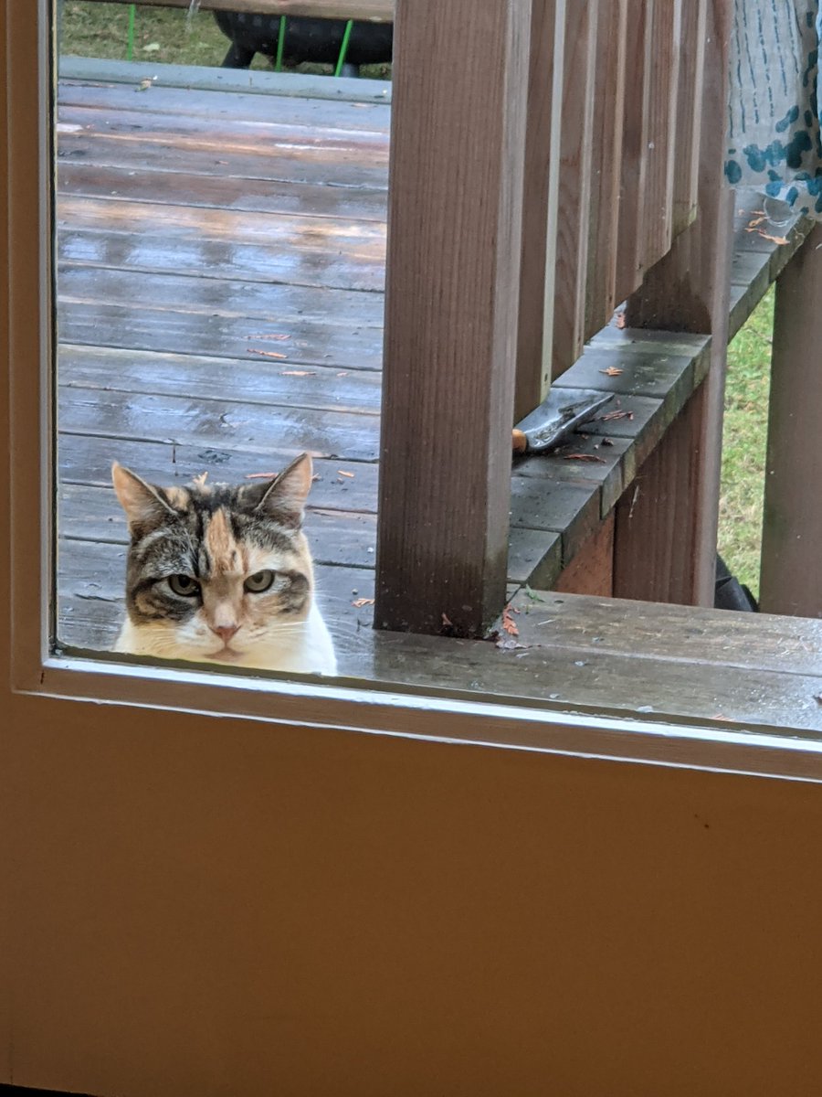 for the last 3 days this cat has come to glare at me while i work