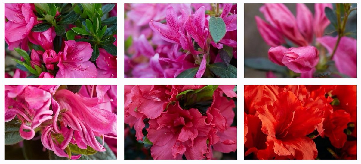 DejaBloomAzalea's tweet photo. It's #FloralFriday! Are you making your holiday shopping list? Whether your favorite gardener is partial to pink or red Déjà Bloom Azaleas, gift certificates are sure to make any gardener very happy! Check out our website to find a nursery near you.
#dejabloomazaleas https://t.co/l2qCAfepQC