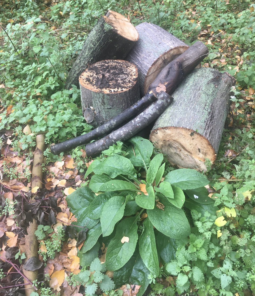 WGHaggerston's tweet photo. New Field Maple #loggery in ecozone at north end of Kingsland Basin Nature Reserve.
Feed the grubs, feed the birds. https://t.co/2HvRRy0mox