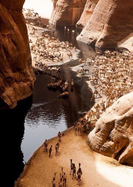 NASEER_OB's tweet photo. 🐪 https://t.co/RbslwxbDLe