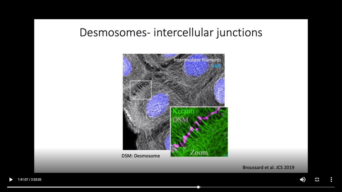 The Green Lab (@kathygreenlab) on Twitter photo Congrats to our Research Assistant Professor, Dr. Joshua Broussard, who gave a wonderful presentation titled "Desmosomes Pattern Cell Mechanics to Govern Epidermal Tissue Form and Function" at <a href="/ASCBiology/">American Society for Cell Biology</a> #cellbio2020 on Wednesday in the Epithelial Stem Cells subgroup! Congrats to our Research Assistant Professor, Dr. Joshua Broussard, who gave a wonderful presentation titled "Desmosomes Pattern Cell Mechanics to Govern Epidermal Tissue Form and Function" at <a href="/ASCBiology/">American Society for Cell Biology</a> #cellbio2020 on Wednesday in the Epithelial Stem Cells subgroup!