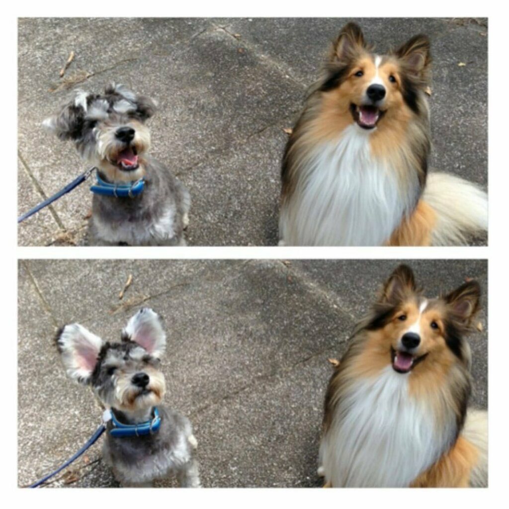 かわいい子犬屋さん