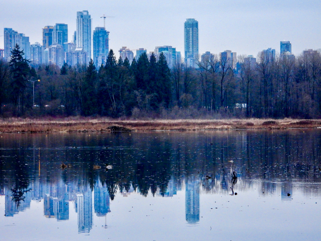 Heron at Burnaby Lake. How fortunate are we in Metro Vancouver that greenspaces and wildlife is just around the corner? 
-
Photo by Nat Tan 
-
#burnabylake #piperspit #metrotown
#FlyingFriday #Bird #Birds #Birding #heron #PalsOfPacificParklands #PPF #PacificParklands #BCBirds