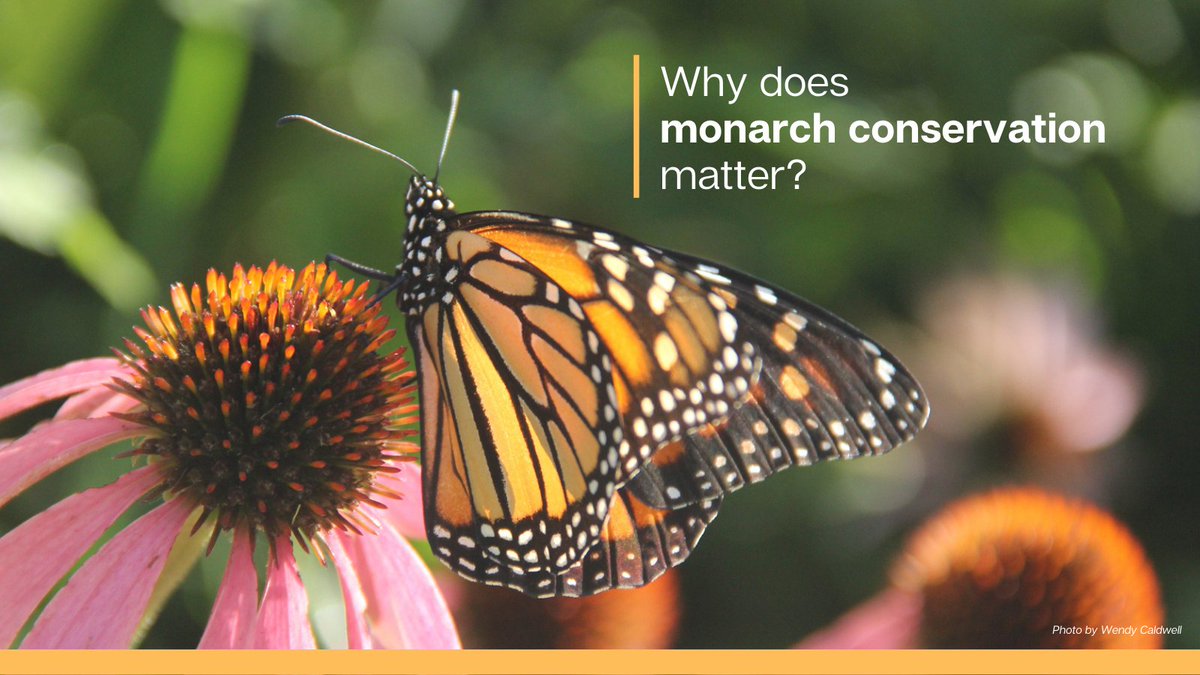 Nature_OK's tweet photo. Regardless of the #ESAlisting decision, #MonarchConservation is important! Habitat is shared with countless organisms, including native bees &amp; pollinators. Proactive conservation &amp; restoration efforts will help mitigate the decline of many species, before they need the ESA. https://t.co/jxtkVQrxSi