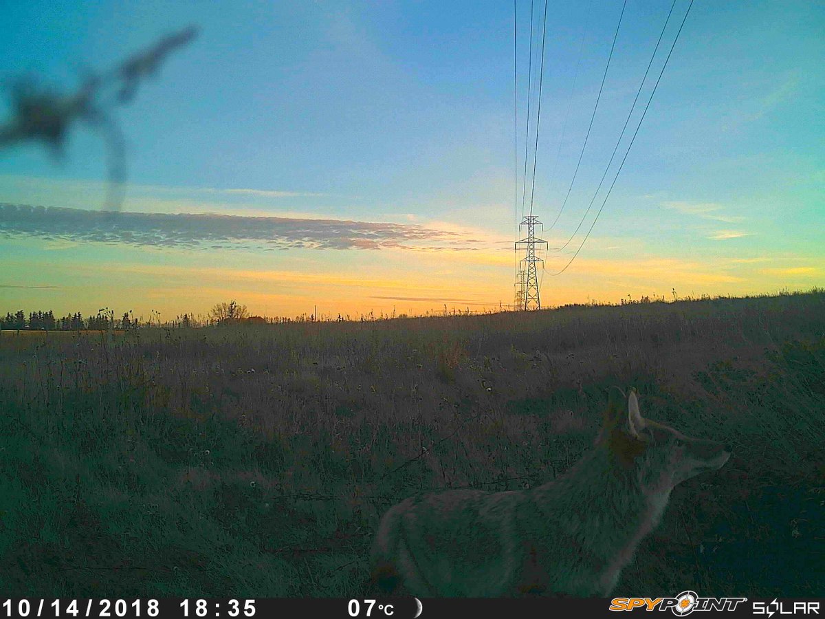 tcdixon3's tweet photo. Lots more coyote pics. They're a photogenic bunch aren't they? How about that sunset photo op?
#YYC #CalgaryCaptured #TrailCam #CitizenScience #coyotes #SongDogs #UrbanWildlife #wildlife #Calgary https://t.co/kJBixSZhPq