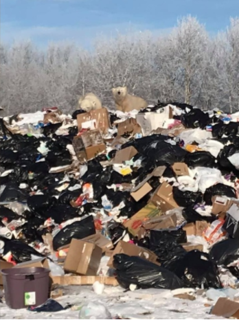OODMag's tweet photo. Polar bears to be relocated in Northern Ontario, @ctvnews writes. 
https://t.co/7Z7XppgBpF
 #Hunting #Fishing #Outdoors #Wildlife #Polar #Bears #MooseRiver #JamesBay #MooseCreeFirstNation #MNRF https://t.co/I7e8Ht4MVI