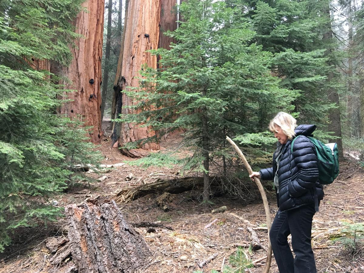 In 2017 Pres. Trump's Department of Interior wanted to remove monument status from Giant Sequoia National Park. Carla Cloer, then 74, dedicated her life to the ancient trees.“If I have the energy I will keep fighting if the worst comes to pass." @KVPR  https://www.kvpr.org/post/under-review-whats-stake-giant-sequoia-national-monument#stream/0