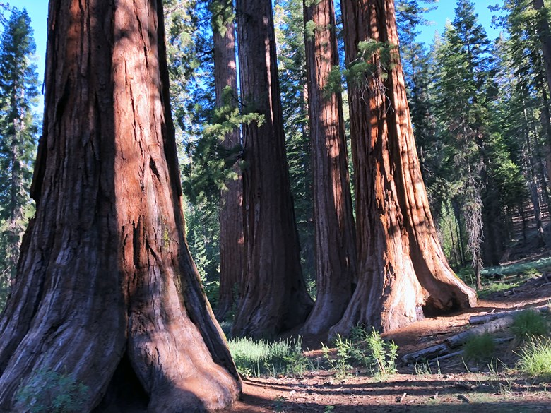 In 2018,  @YosemiteNPS reopened the Mariposa Grove of giant sequoias so people wouldn't trample roots. I talk about it with  @EineKleineKerry in  @CapRadioNews' YosemiteLand podcast.  https://www.capradio.org/yosemiteland 