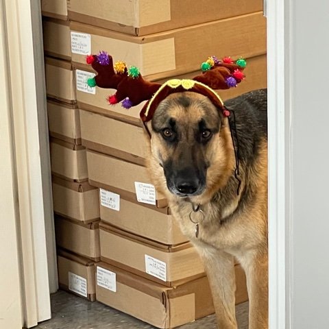 VKIntSys's tweet photo. 🎄Our office dog Remi is showing her Christmas Spirit.⭐️ #FridayVibes #officedog #shehasspirit #christmasdog #officedoglife #girlsjustgottahavefun #shesastar #Remi #veryphotogenic #vkintsys🎁 https://t.co/mF7WgYTM1h