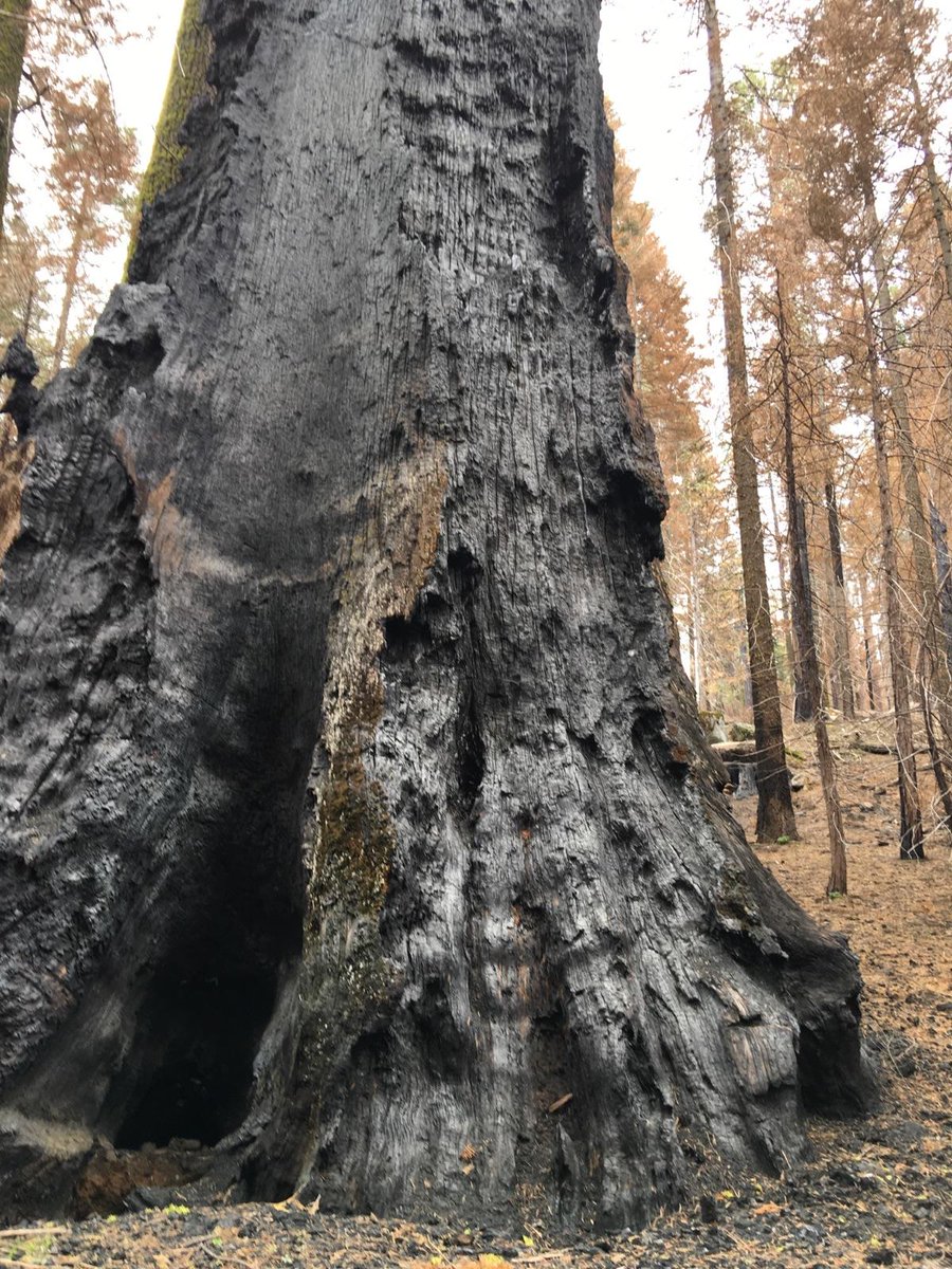 A year later after the Rough Fire in the mountains east of Fresno baby giant sequoia seedlings began taking root. “There are a lot of the sequoia groves that burned in the Rough Fire that had never seen fire,” Tony Caprio  @SequoiaKingsNPS  @KVPR  https://www.kvpr.org/post/months-after-rough-fire-millions-giant-sequoia-seedlings-take-root#stream/0