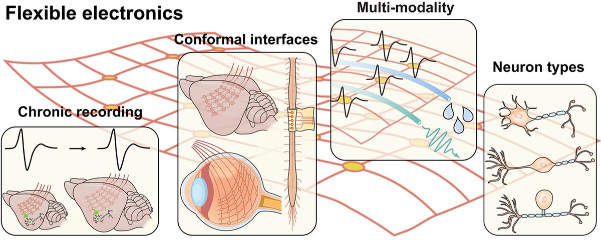 HongLab (@hongneurotech) on Twitter photo Humbled to share our latest review on flexible electronics for neuroscience research. Great job to Yihang, Nick, Ali, and Xiang for this tremendous undertaking, and a big thank-you to <a href="/asalleo/">Alberto Salleo</a> <a href="/whl0903/">Huiliang(Evan) Wang</a> <a href="/obaiam11/">Abdulmalik Obaid</a> and Scott for your valuable input! sciencedirect.com/science/articl… Humbled to share our latest review on flexible electronics for neuroscience research. Great job to Yihang, Nick, Ali, and Xiang for this tremendous undertaking, and a big thank-you to <a href="/asalleo/">Alberto Salleo</a> <a href="/whl0903/">Huiliang(Evan) Wang</a> <a href="/obaiam11/">Abdulmalik Obaid</a> and Scott for your valuable input! sciencedirect.com/science/articl…