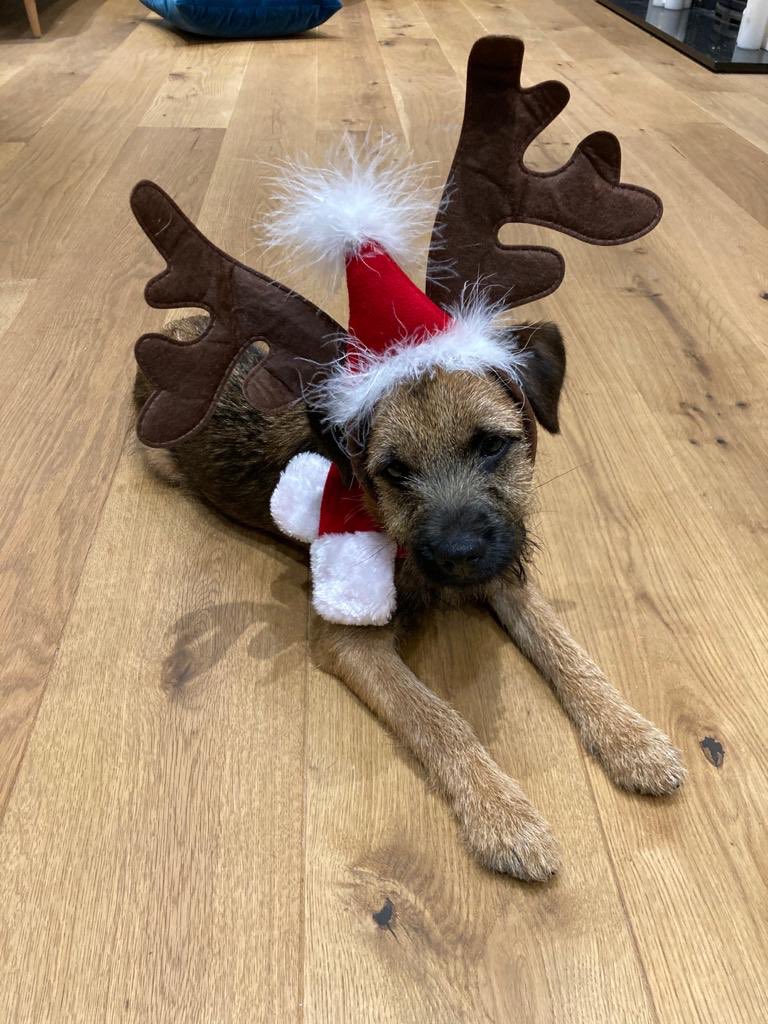 Fink I need to grow into my antlers, pals! #BTXmas