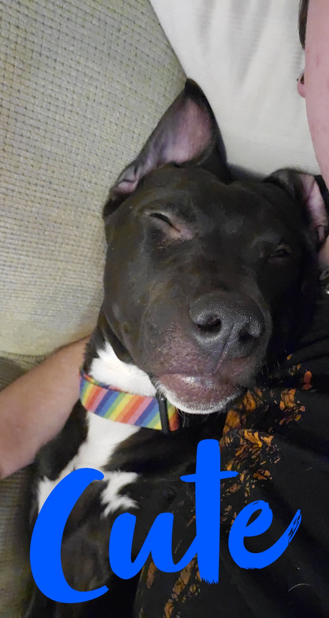 TW Pornstars - 1 pic. Alex. Twitter. Adding to the #puppy spam #cute #