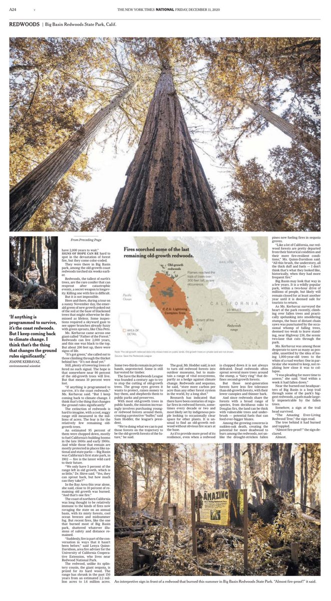 All this was managed virtually, of course. We've had Zoom meetings and Slack convos - lots in the last week.  @doug_alteen_nyt copy edited it all, to save us from mistakes. And  @zagatam designed the print pages. Four inside pages, in full color. (Go get one right now!) 7/x