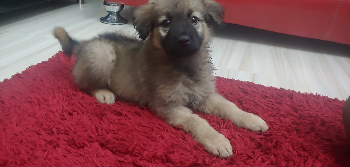 I came up with a complete marketing strategy for it in 30 minutes on my WhatsApp status. The research, landing page, buyer persona and all.I'll post the screenshots, but also explain how it worked. Before that, I'd like you to meet Hera, the love of my life.