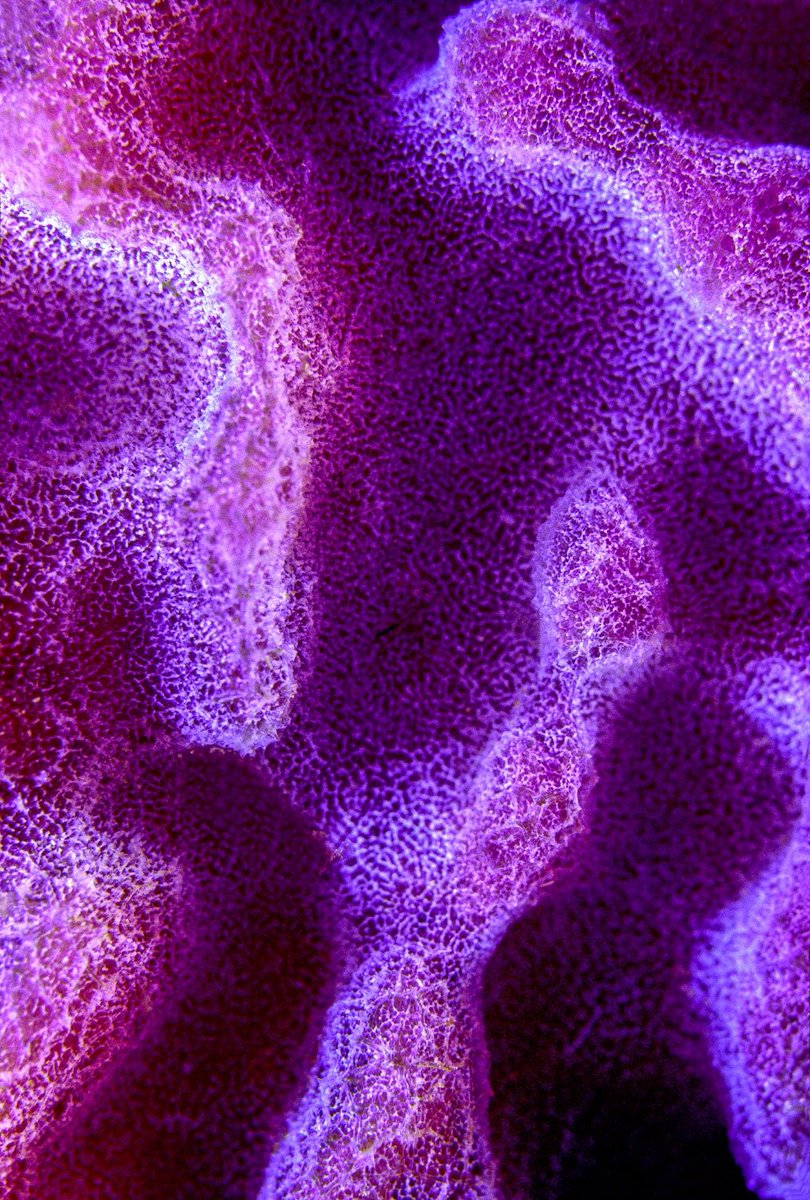 TED FRYBERGER PHOTOGRAPHYI’m primarily a Wilderness and Underwater Photographer but also take photographs of unique local attractions like the Washington, DC Monuments