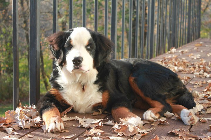 rebeccascout1's tweet image. Our beloved Scout ❤️🐾 March 27, 2010- December 7, 2020🌈 RIP Buttonhead