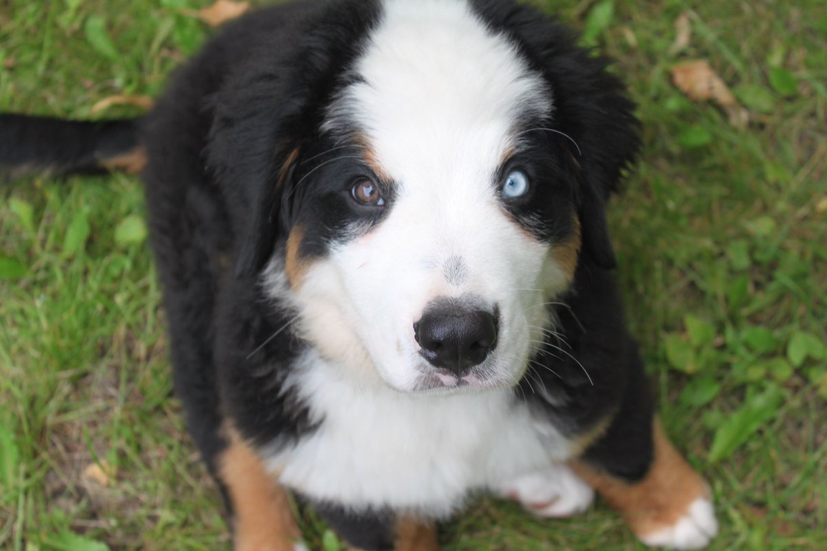 rebeccascout1's tweet image. Our beloved Scout ❤️🐾 March 27, 2010- December 7, 2020🌈 RIP Buttonhead