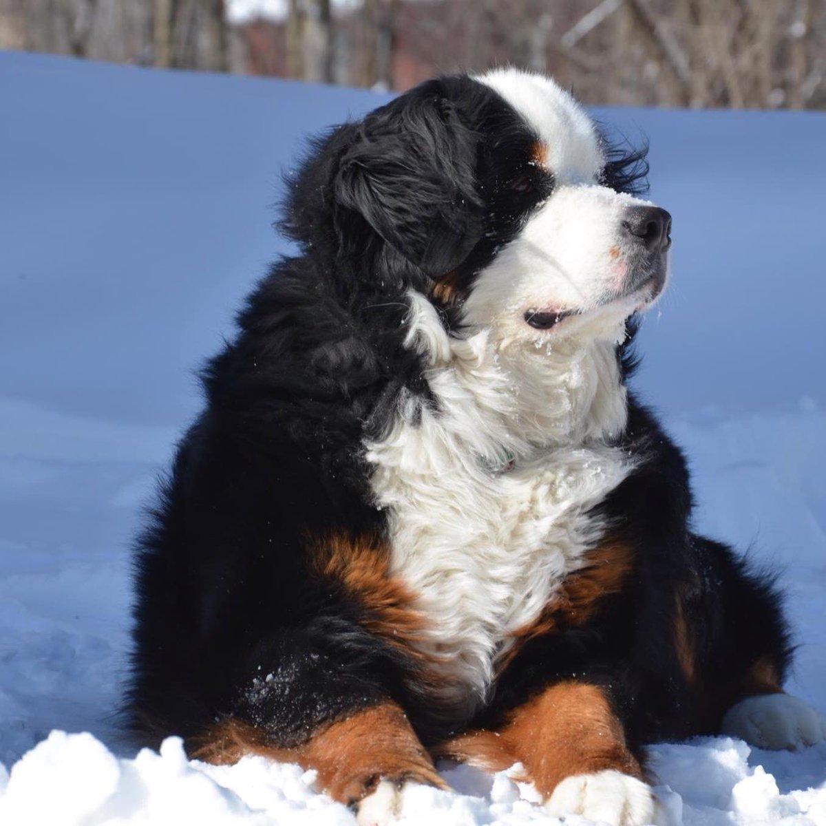 rebeccascout1's tweet image. Our beloved Scout ❤️🐾 March 27, 2010- December 7, 2020🌈 RIP Buttonhead