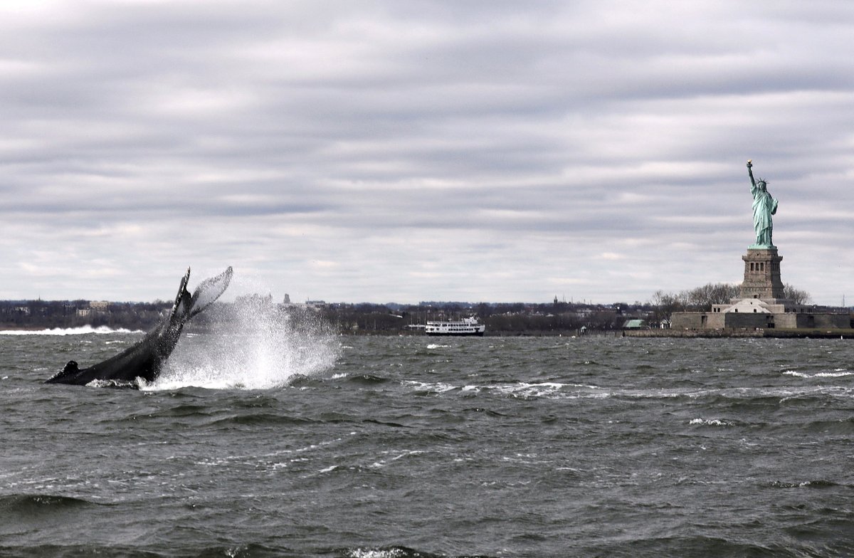 NBCNews's tweet photo. A humpback whale surfaces near the Statue of Liberty in New York Harbor.

https://t.co/wT0bhNPPFl

��� Bjoern Kils / Reuters https://t.co/vMpmwaSLIU