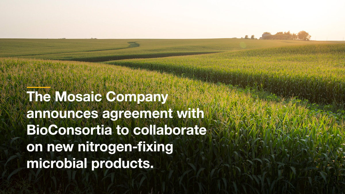 Mosaic announces agreement to collaborate on new nitrogen-fixing microbial products. This collaboration, alongside the recent introduction of Susterra fertilizer, is one of several steps Mosaic intends to take to build out a soil health portfolio. bit.ly/39Yr52e