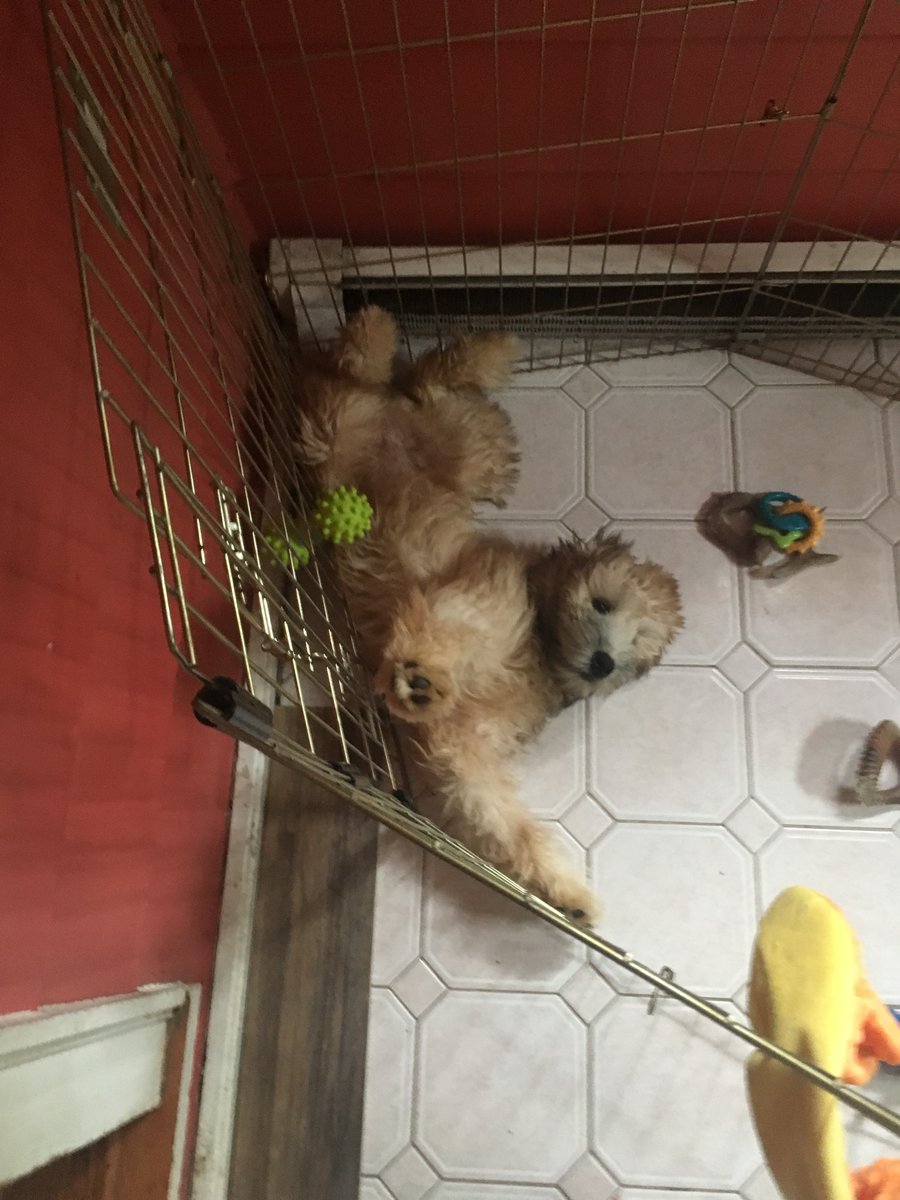Iank_bcds's tweet photo. @claireRousseau I have a before and after photo of my current almost 1 year old Wheaten https://t.co/rnbFcoDFiu