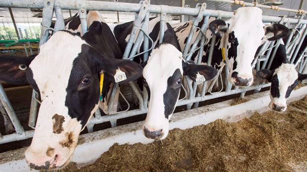 CTVNews's tweet photo. U.S. issues challenge to Canada's dairy quotas in first test of new trade agreement https://t.co/BBcXgMFClL https://t.co/vRaWSVGpWF