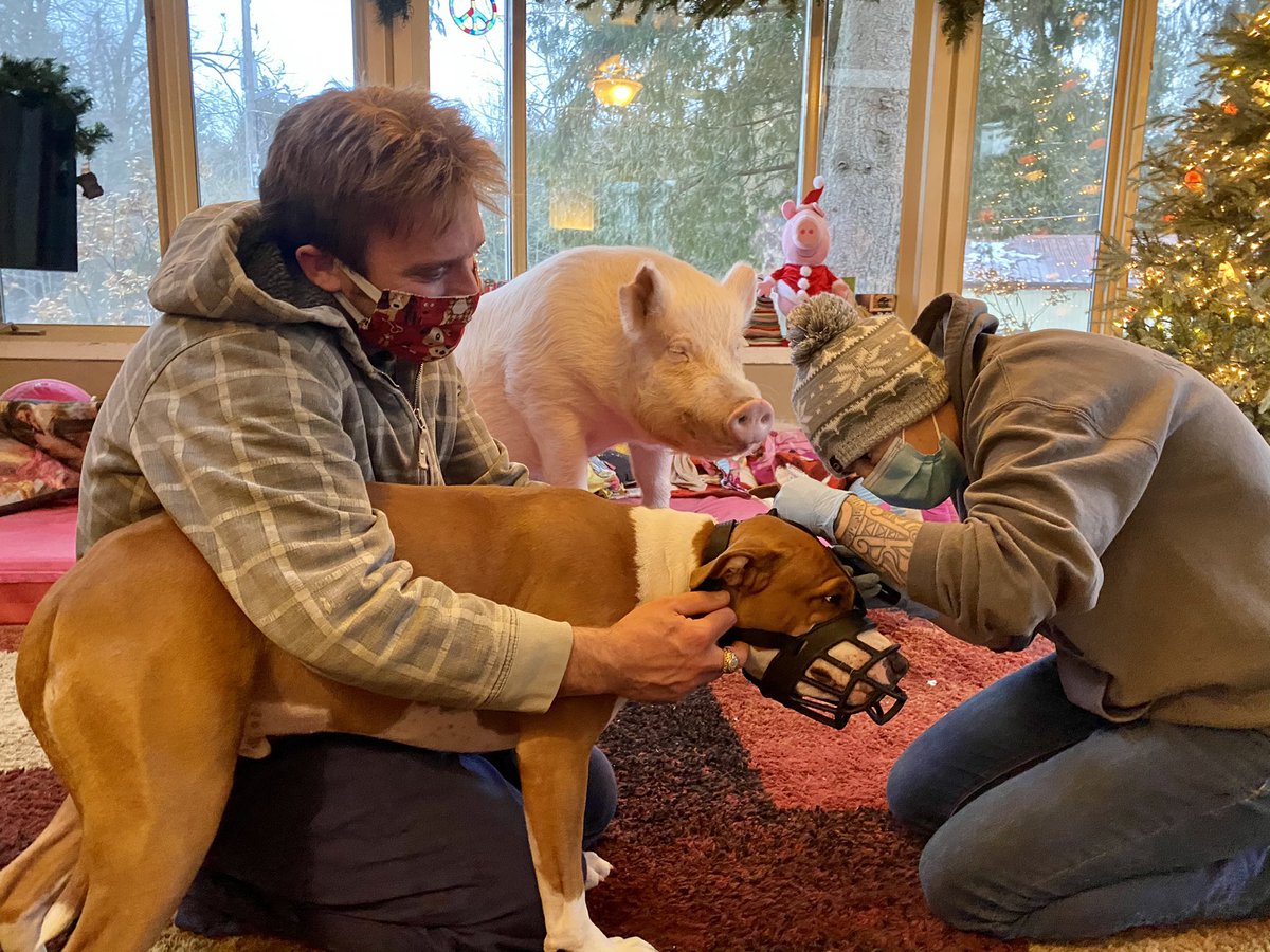 EstherThePig's tweet photo. Phil had an ear exam today, and he was not brave. #FragilePhil https://t.co/Qd4DPcf5Hx
