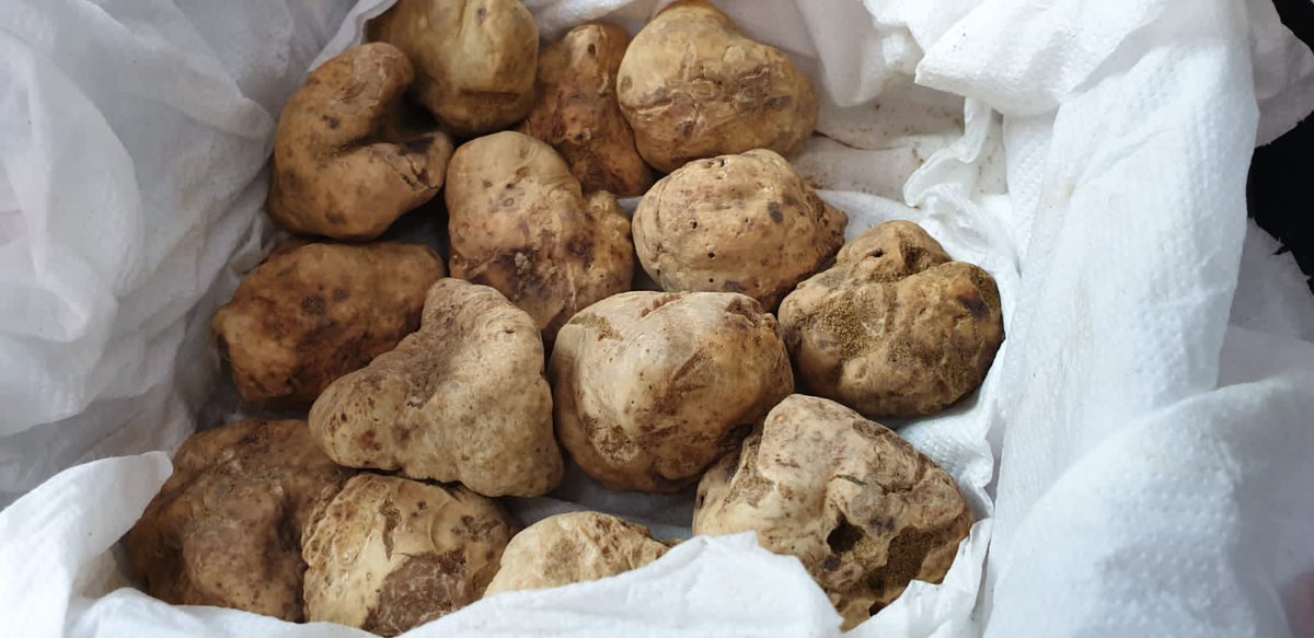KingsFineFood's tweet photo. Fresh truffles are now available to purchase on the @KingsFineFood website. 
Create something totally magnificent topped with our shaved fresh truffle. 

https://t.co/gHudTuUdiQ 

#truffle #truffleseason #wintertruffles #shavedtruffle #finefood #kingsfinefood #cook #chef https://t.co/w4Qz9QPu6R