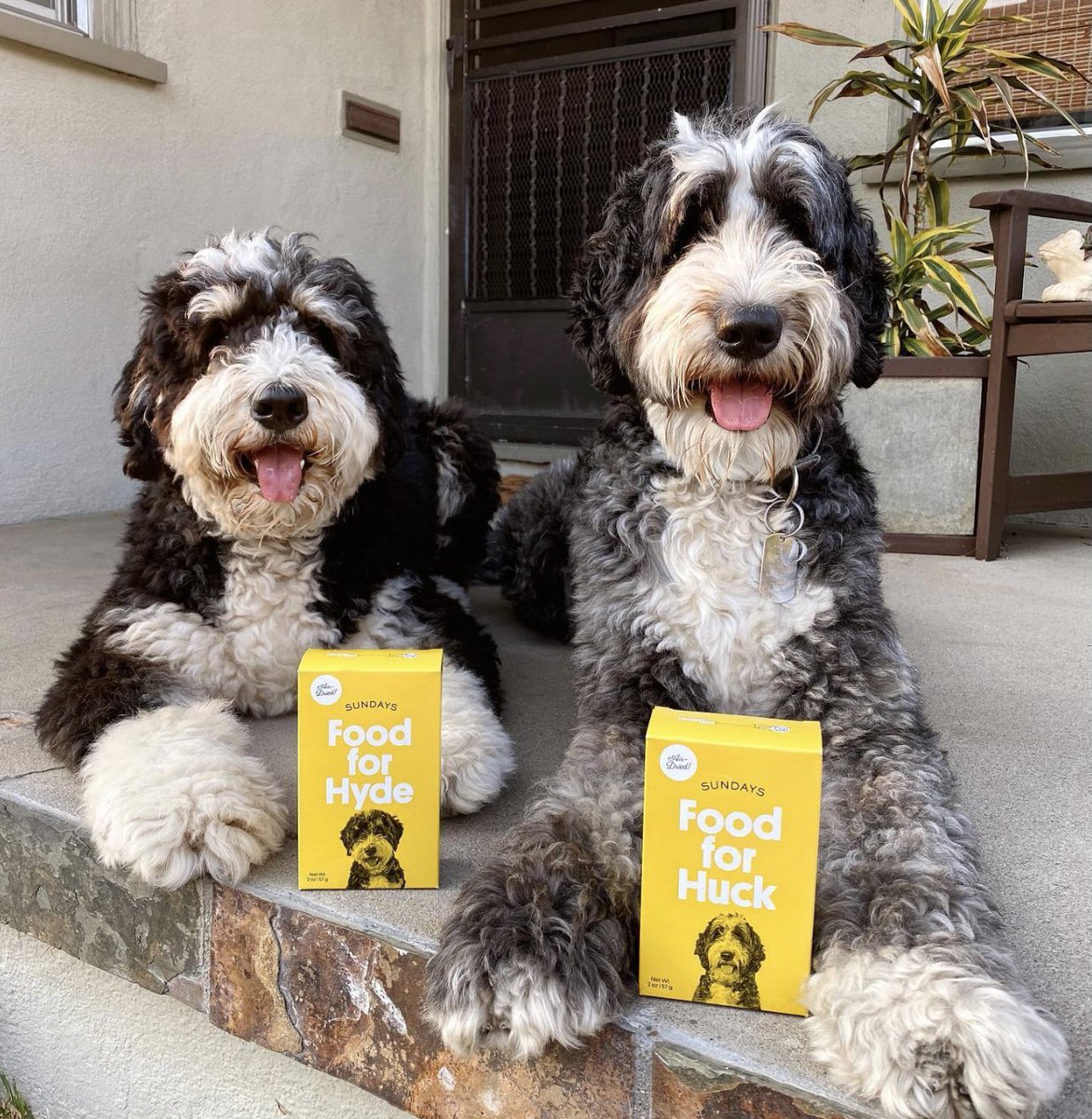 Huck & Hyde: “@sundaysfordogs sent us our very own dog food, & not gonna lie... we’re OBSESSED. 🐶💛” The ultimate Christmas gift for your pup! Check out sundaysfordogs.com/custom to get yours now.