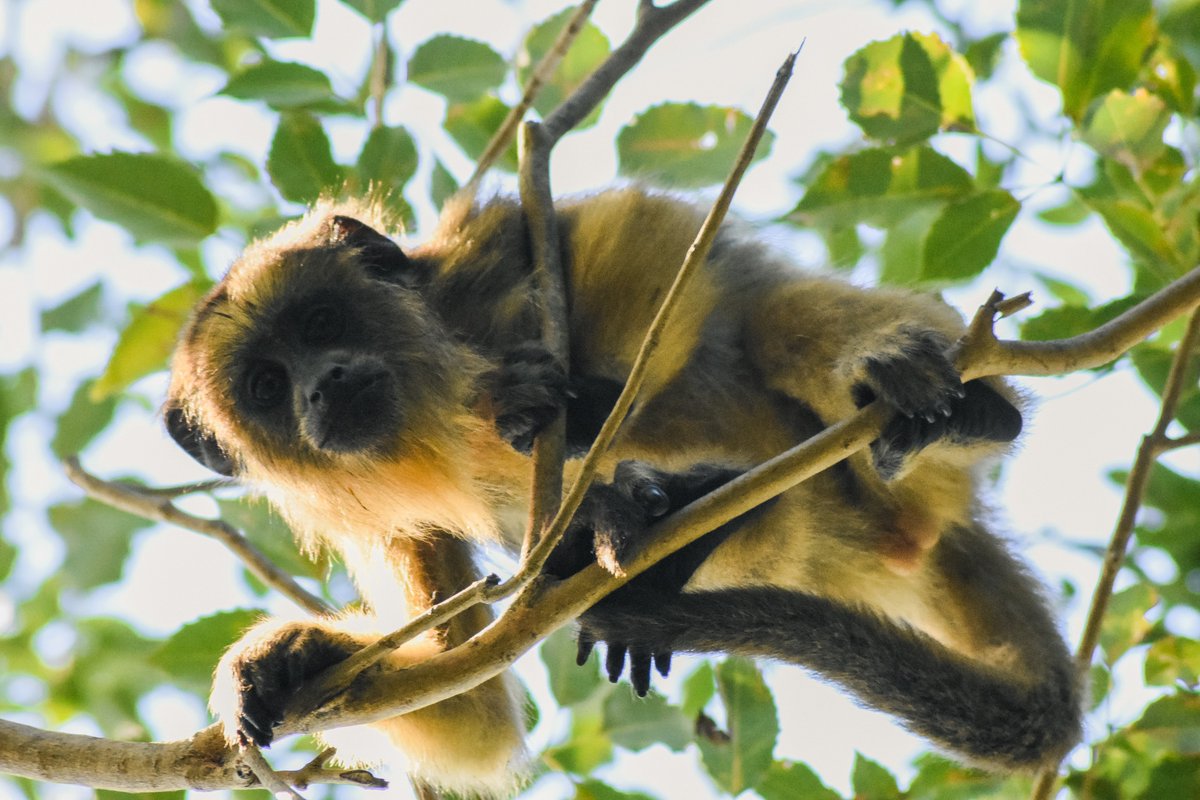jjscialfa's tweet photo. Mono aullador Carayá 🐵🙈🙉🙊🐒 #blackhowler #Alouattacaraya #IberaWetlands #ParqueNacionalIbera #CorrientesArgentina #NaturePhotography  #EsterosDelIbera #nikonphotography #monkey #naturelovers #animallovers #wildlifephotography #monos #Argentina @CorrientesGob @TurismoenCtes 🇦🇷 https://t.co/MXAJvSTBqp